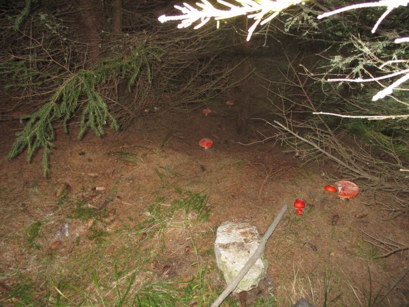  - 2017 - Obarsia Lotrului - a treia zi Galcescu apoi Oasa