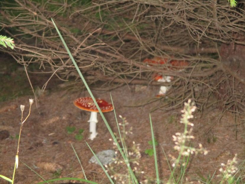  - 2017 - Obarsia Lotrului - a treia zi Galcescu apoi Oasa