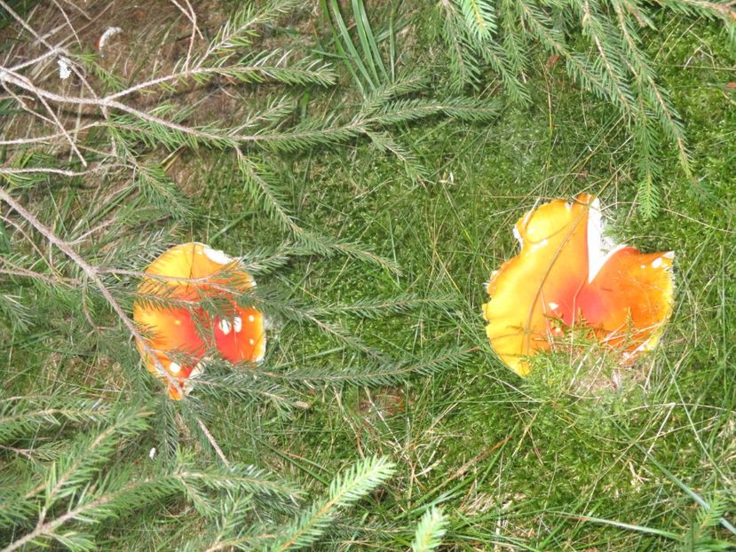  - 2017 - Obarsia Lotrului - a treia zi Galcescu apoi Oasa