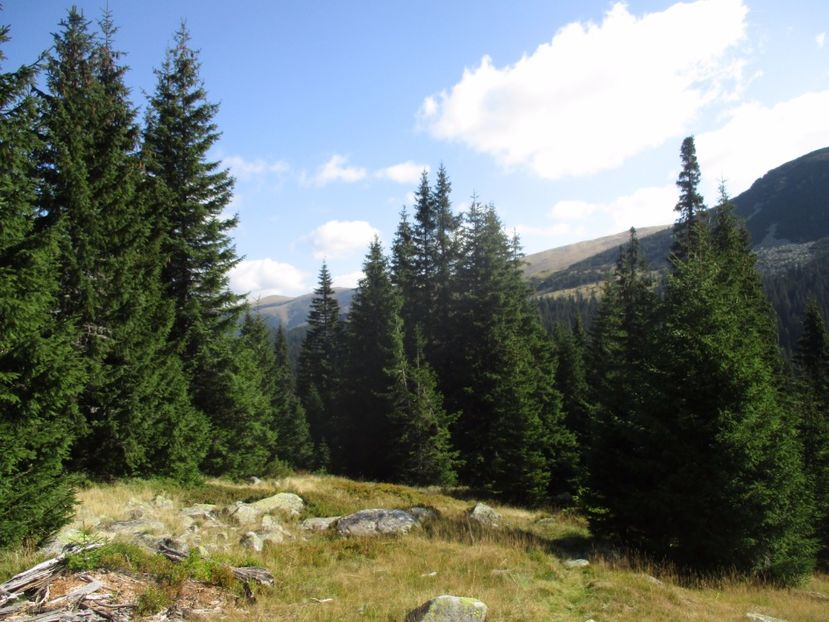  - 2017 - Obarsia Lotrului - a treia zi Galcescu apoi Oasa