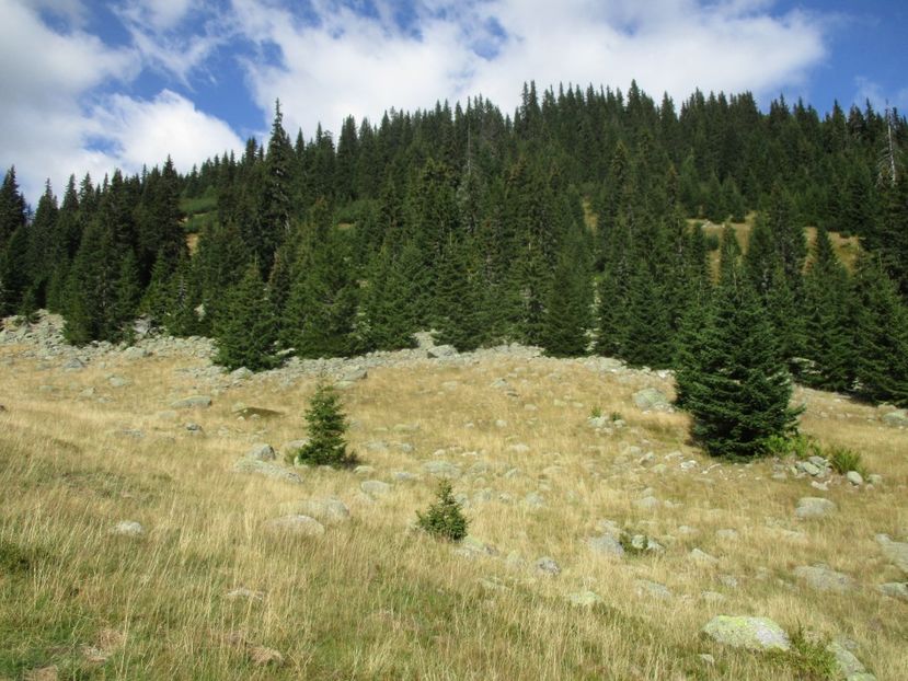  - 2017 - Obarsia Lotrului - a treia zi Galcescu apoi Oasa