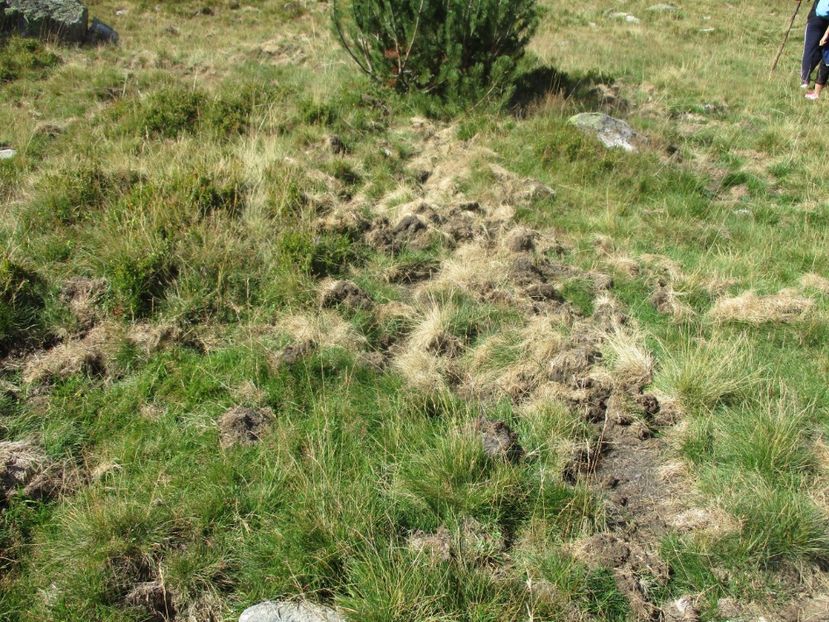  - 2017 - Obarsia Lotrului - a treia zi Galcescu apoi Oasa