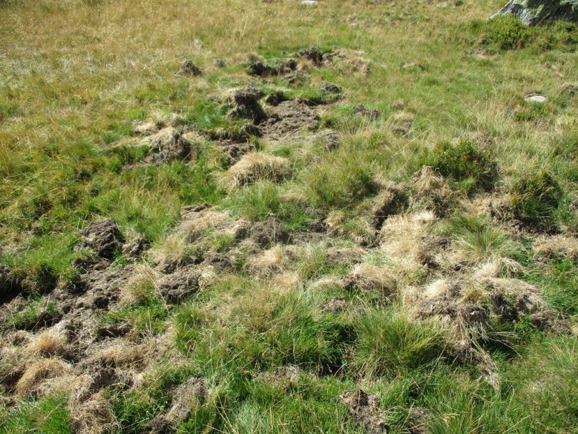  - 2017 - Obarsia Lotrului - a treia zi Galcescu apoi Oasa