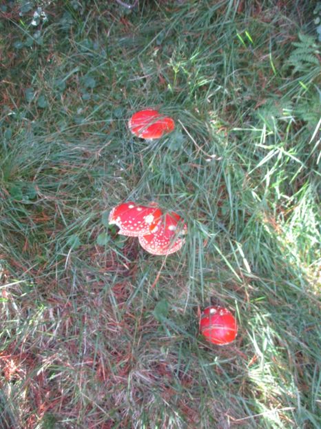  - 2017 - Obarsia Lotrului - a treia zi Galcescu apoi Oasa