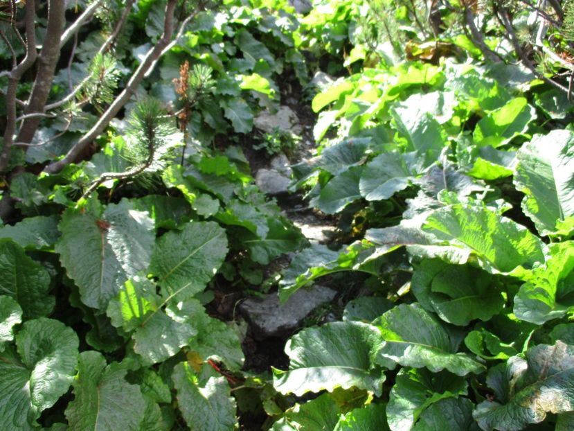  - 2017 - Obarsia Lotrului - a treia zi Galcescu apoi Oasa