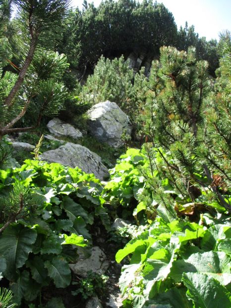  - 2017 - Obarsia Lotrului - a treia zi Galcescu apoi Oasa