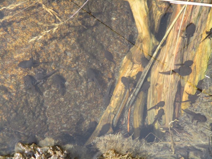  - 2017 - Obarsia Lotrului - a treia zi Galcescu apoi Oasa