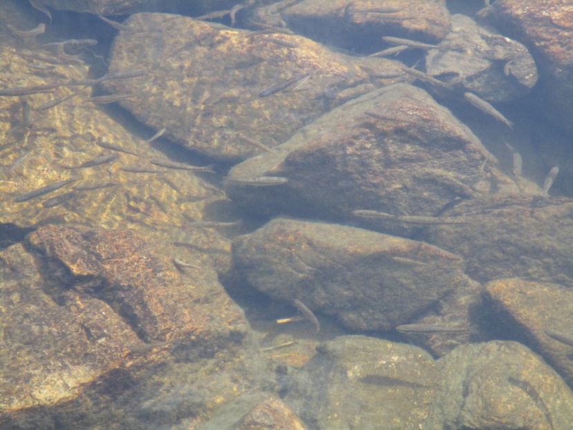  - 2017 - Obarsia Lotrului - a treia zi Galcescu apoi Oasa