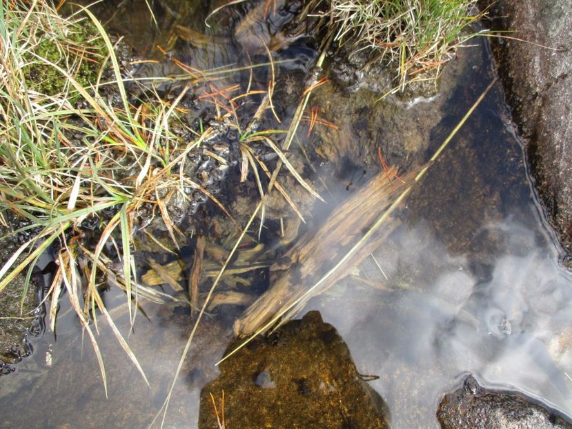  - 2017 - Obarsia Lotrului - a treia zi Galcescu apoi Oasa