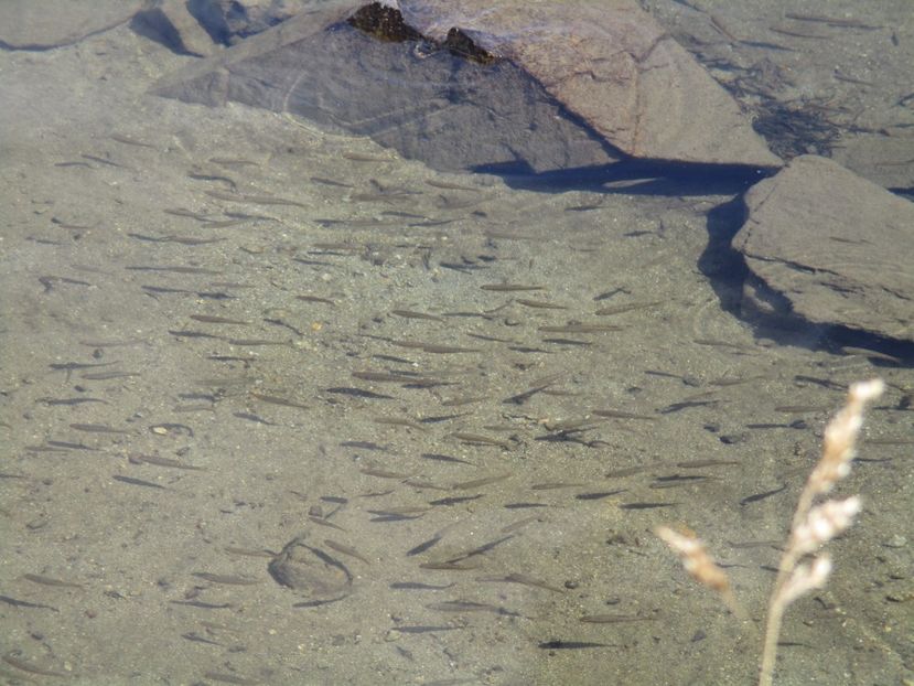  - 2017 - Obarsia Lotrului - a treia zi Galcescu apoi Oasa