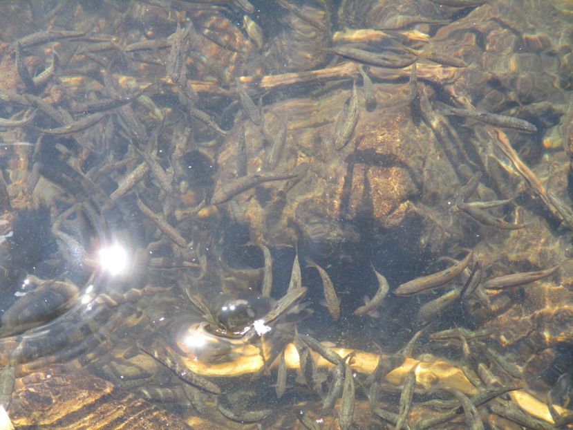  - 2017 - Obarsia Lotrului - a treia zi Galcescu apoi Oasa
