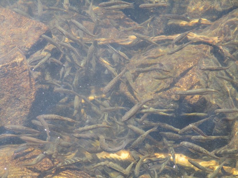  - 2017 - Obarsia Lotrului - a treia zi Galcescu apoi Oasa