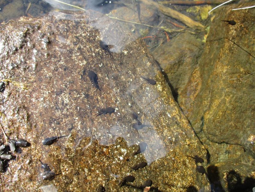  - 2017 - Obarsia Lotrului - a treia zi Galcescu apoi Oasa