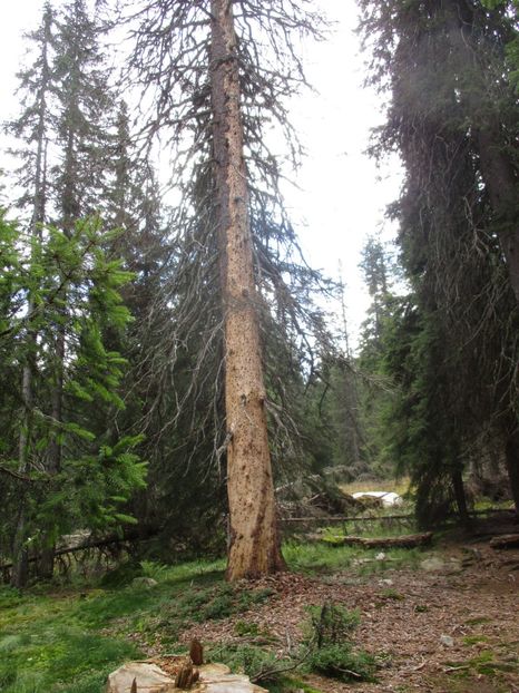  - 2017 - Obarsia Lotrului - a treia zi Galcescu apoi Oasa
