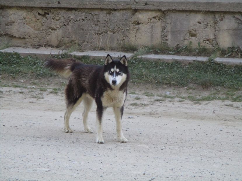  - 2017 - Obarsia Lotrului - a treia zi Galcescu apoi Oasa