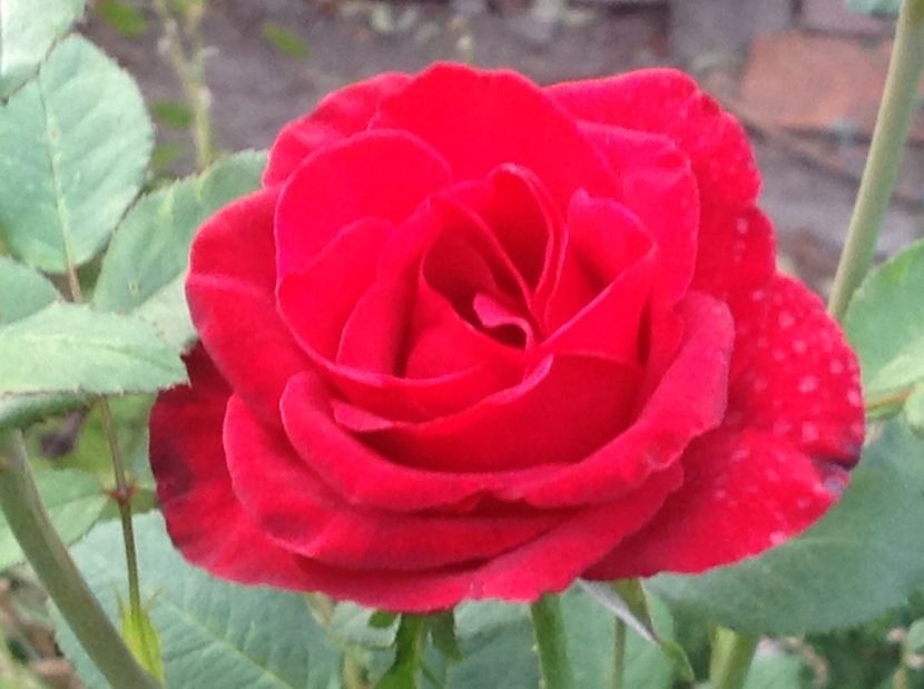  - Un roșu de Ciumbrud Mr Lincoln