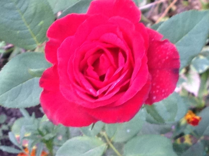  - Un roșu de Ciumbrud Mr Lincoln