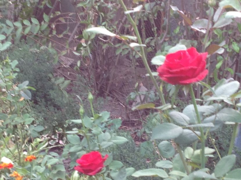  - Un roșu de Ciumbrud Mr Lincoln