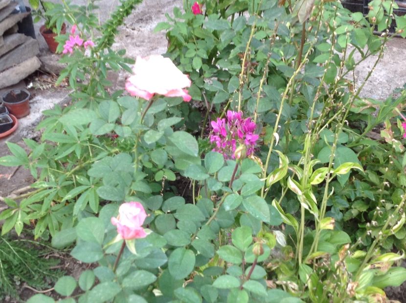  - Trandafiri 2017 in gradi