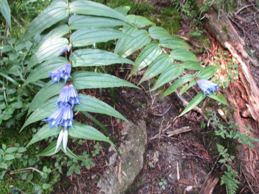  - 2017 -Obarsia Lotrului - a doua zi - traseul cu Refugiul Agatat