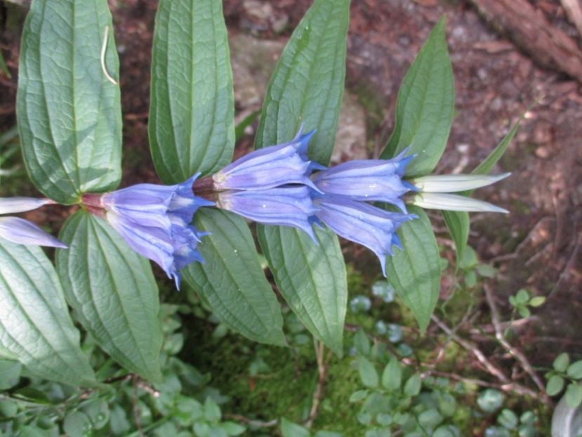  - 2017 -Obarsia Lotrului - a doua zi - traseul cu Refugiul Agatat