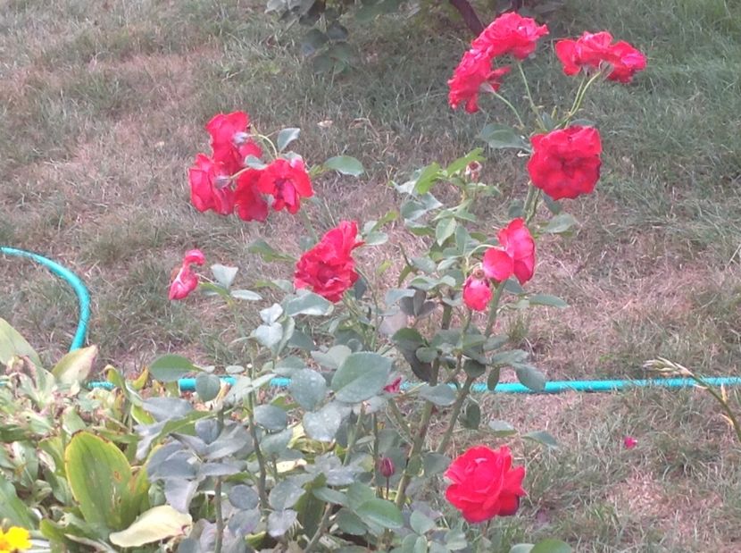  - Foc de tabăra