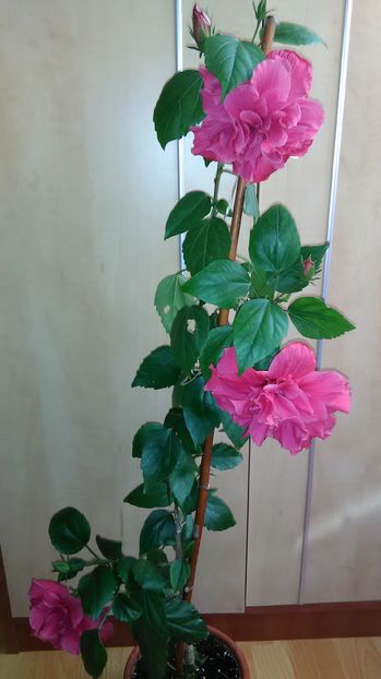  - Hibiscus 2015-2024