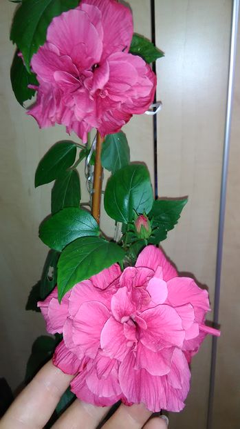  - Hibiscus 2015-2024