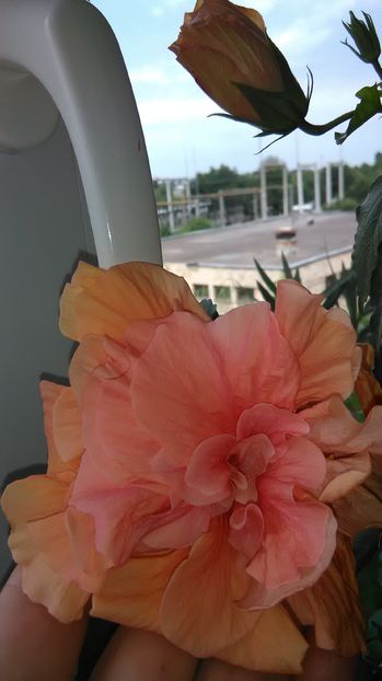  - Hibiscus 2015-2024