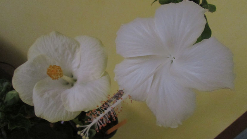  - Hibiscus 2017