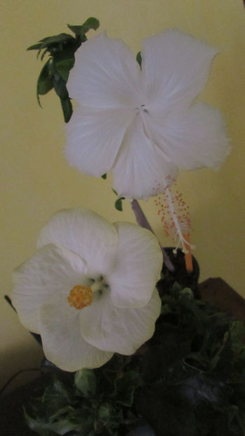  - Hibiscus 2017