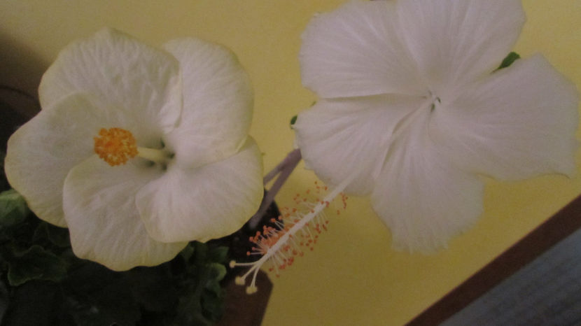 poză- 1 septembrie - Hibiscus 2017