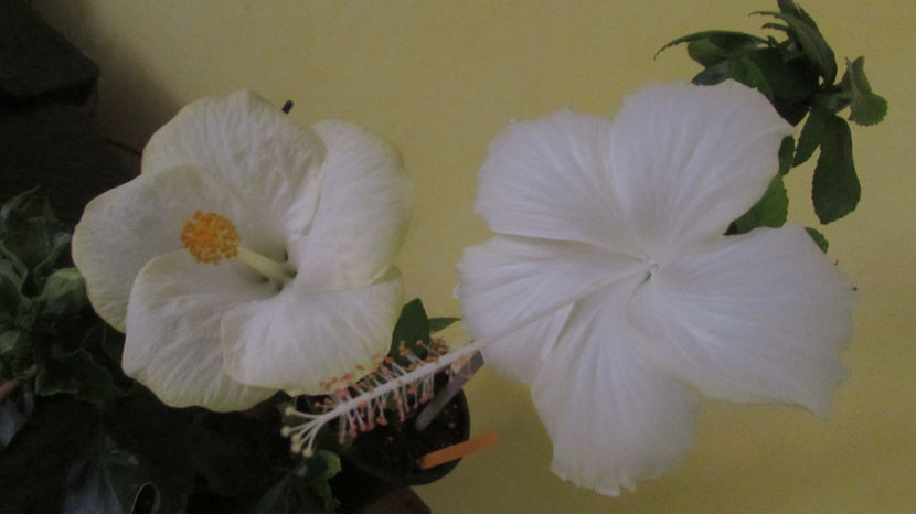  - Hibiscus 2017