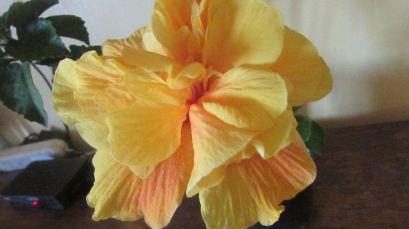  - Hibiscus 2017