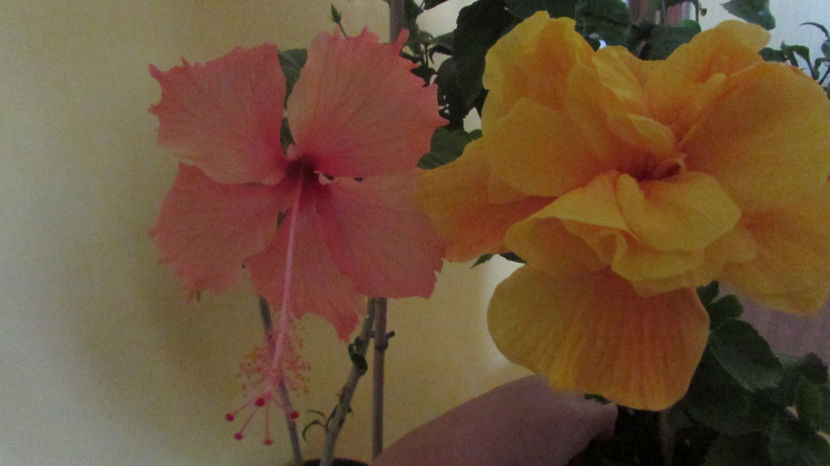 Hawaian sport + Koenig - Hibiscus 2017