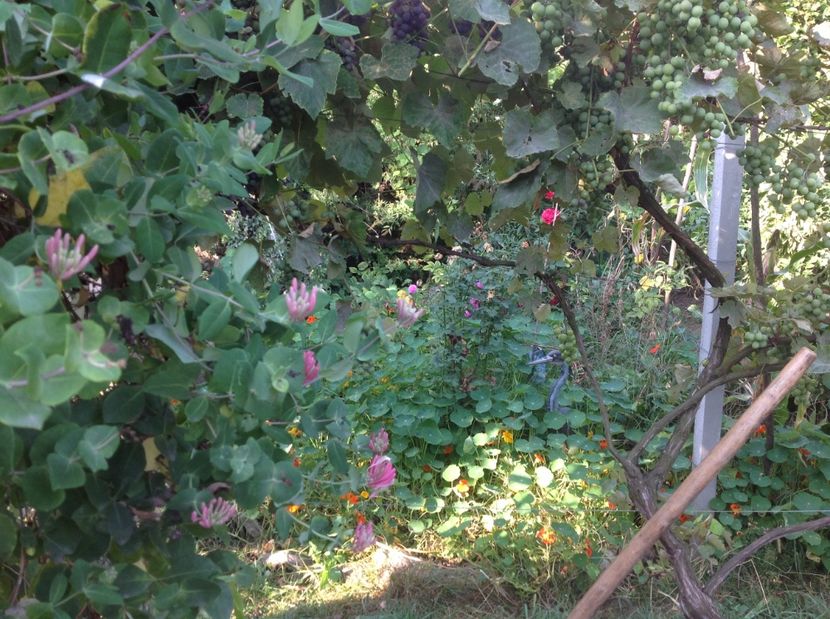  - Gradina de flori 2017