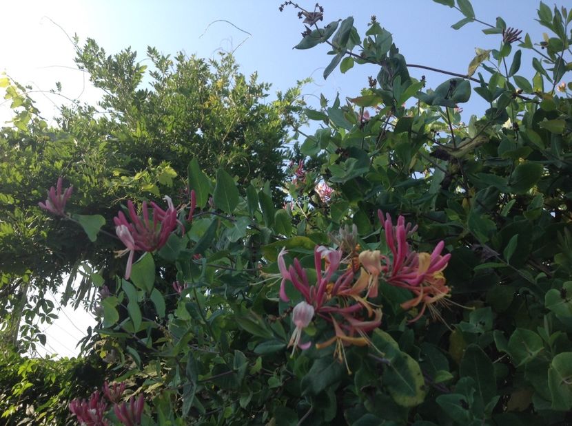  - Gradina de flori 2017