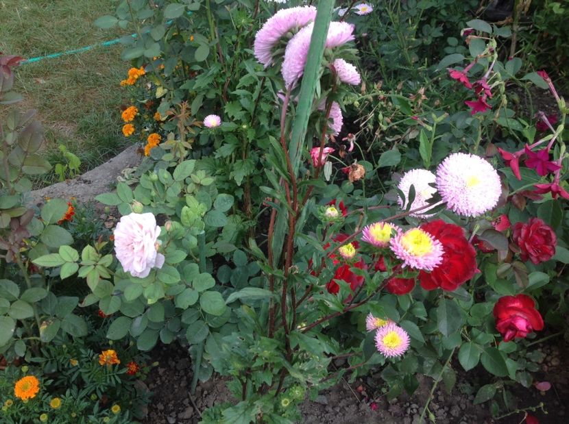  - Gradina de flori 2017