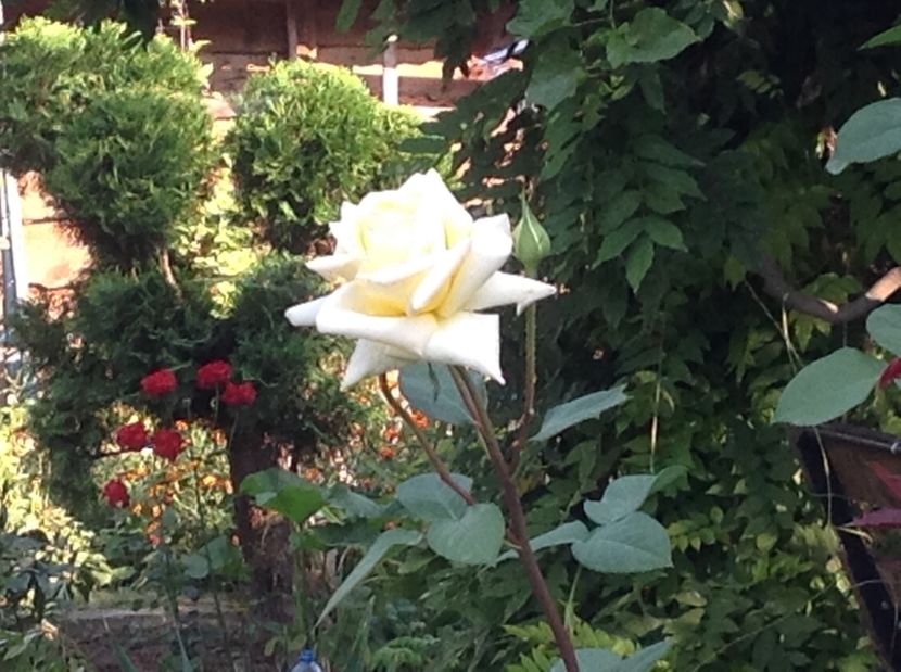  - Gradina de flori 2017