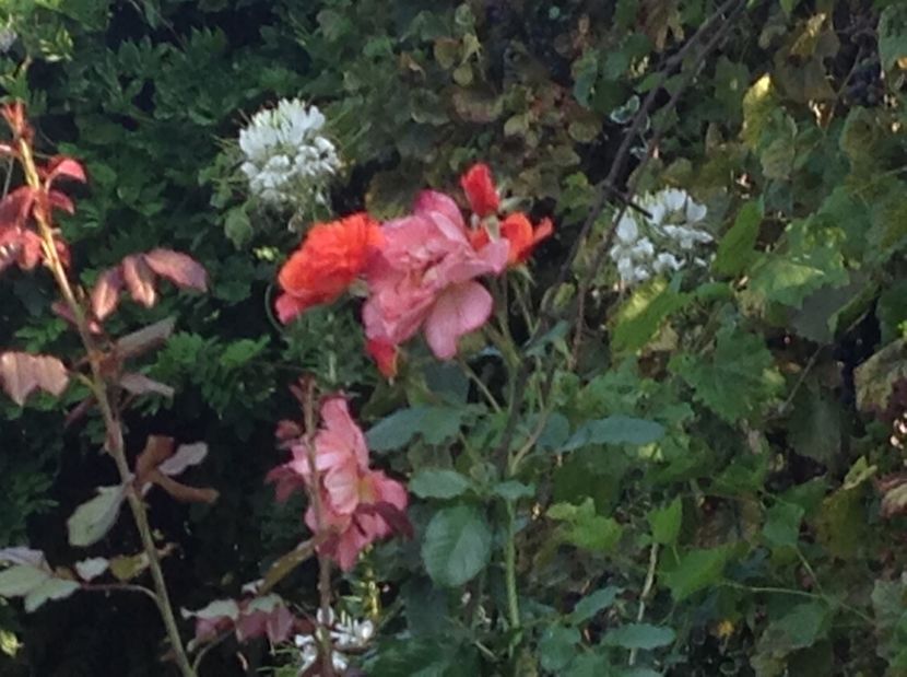  - Gradina de flori 2017