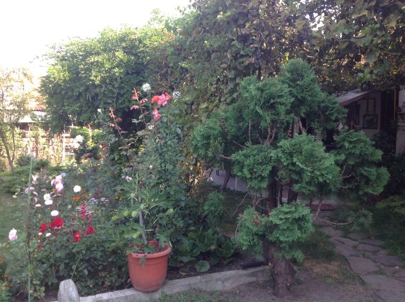  - Gradina de flori 2017