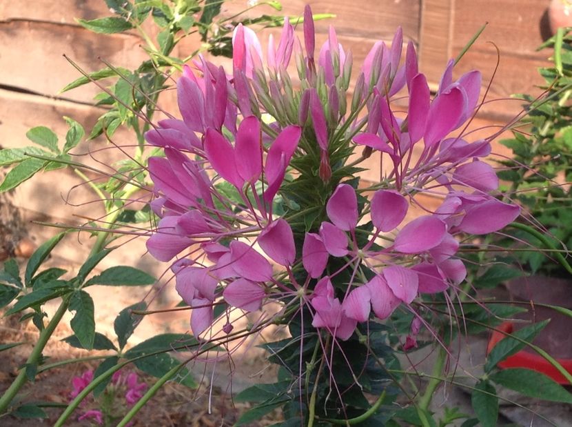  - Gradina de flori 2017