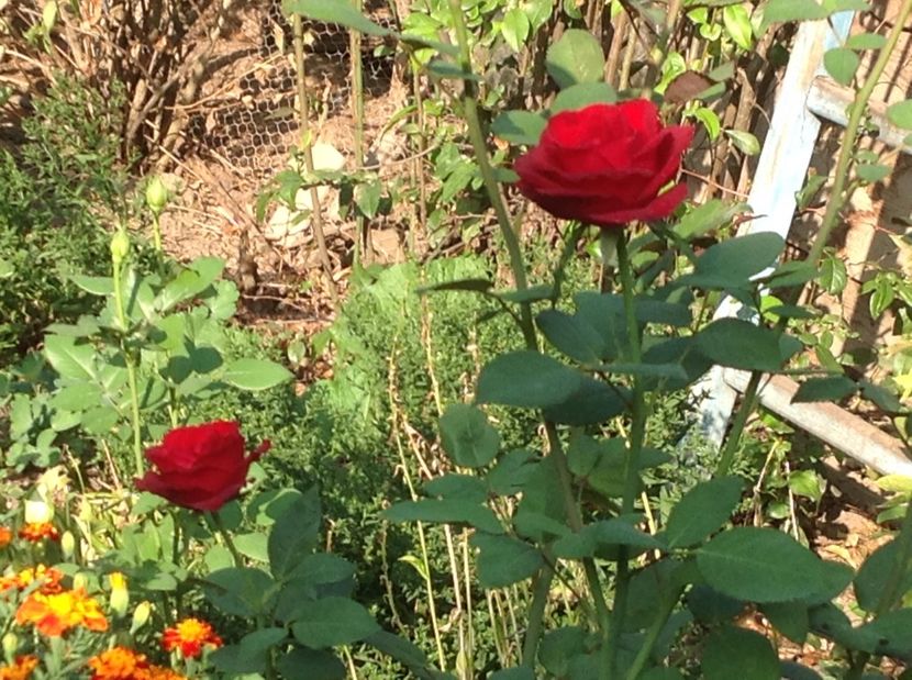  - Gradina de flori 2017