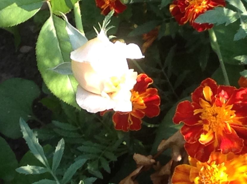  - Gradina de flori 2017