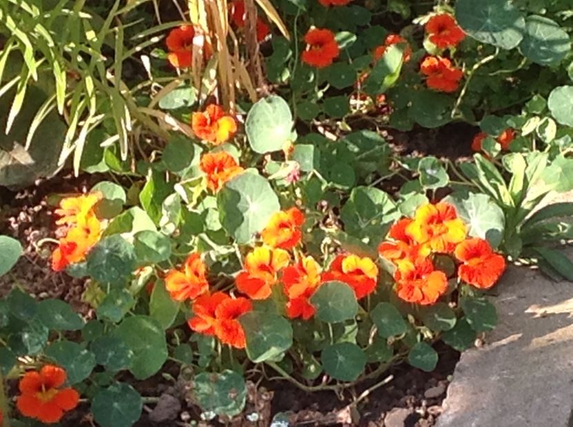  - Gradina de flori 2017