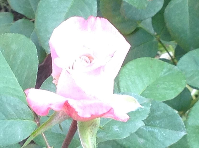  - Gradina de flori 2017