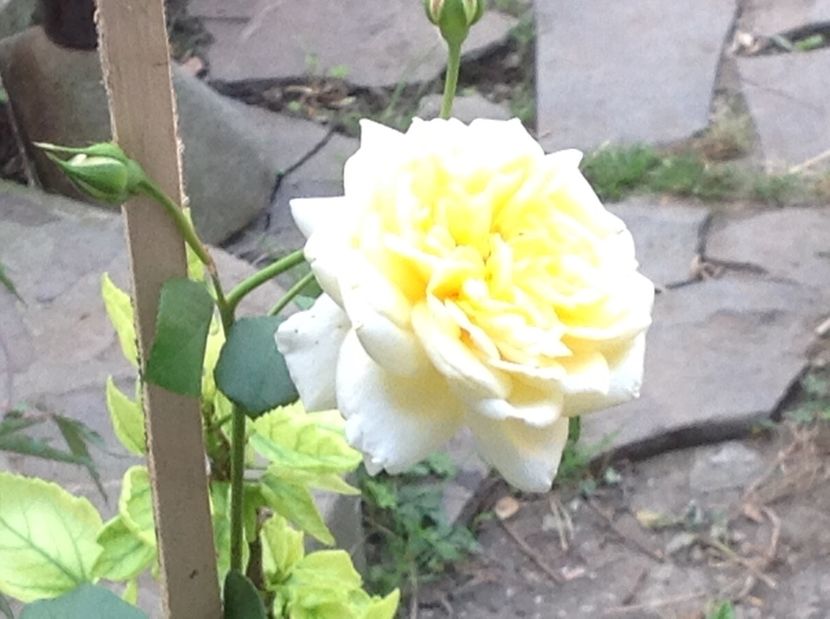  - Gradina de flori 2017