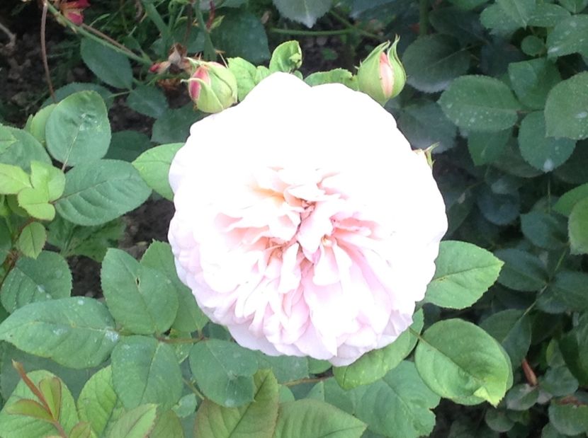  - Charles Austin Ausfather