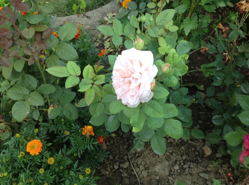  - Charles Austin Ausfather