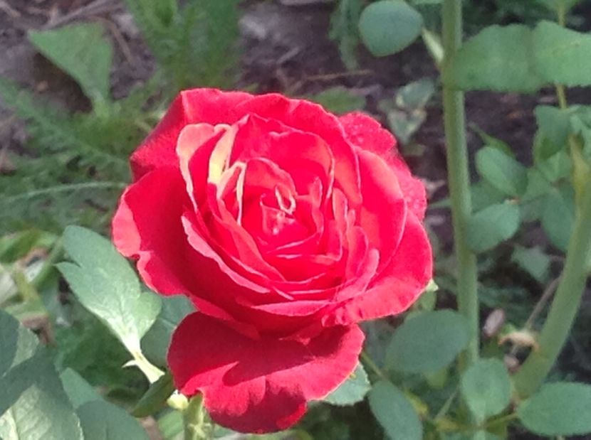  - Un roșu de Ciumbrud Mr Lincoln